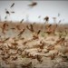 locusts locusts