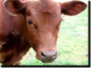 Red-Heifer